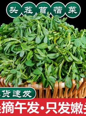 陕西头茬新鲜苜蓿菜正宗现摘蔬菜当季农家食用山野菜苜蓿芽苜蓿草