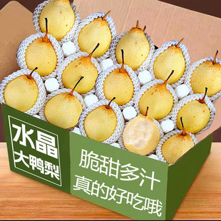 正宗河北鸭梨大果新鲜9斤水晶梨子水果当季整箱包邮5斤赵县雪梨