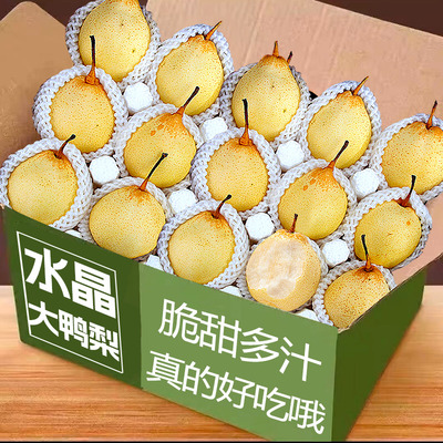 正宗河北鸭梨大果新鲜9斤水晶梨子水果当季整箱包邮5斤赵县雪梨