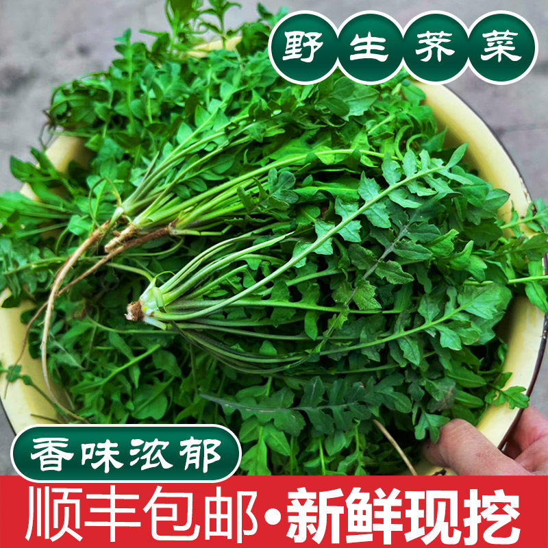 新鲜荠菜1-4斤现挖野生荠荠菜野菜白花荠菜饺子馅应当季地丁菜