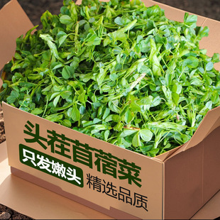 陕西头茬苜蓿菜新鲜应当季农家蔬菜现摘现发草头野菜头茬苜蓿嫩芽