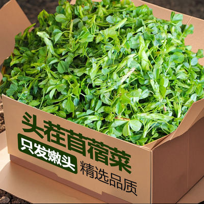 陕西头茬现货新鲜现摘苜蓿菜！