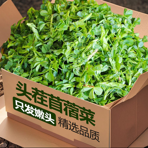 陕西头茬现货新鲜现摘苜蓿菜！
