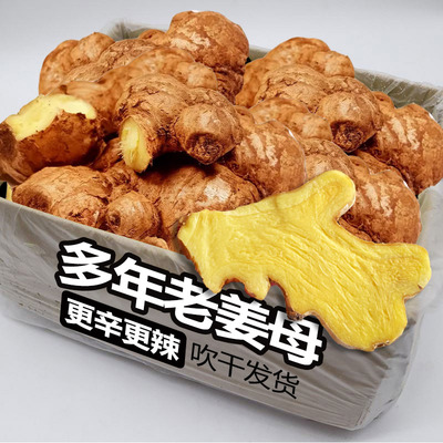 辛辣老姜母，吹干发货！！