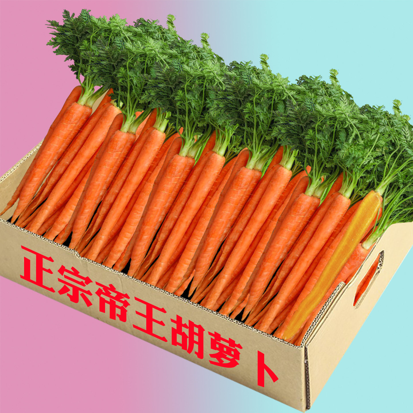 山东现挖帝王系水果胡萝卜新鲜蔬菜当季生吃脆甜黄色拇指胡萝卜