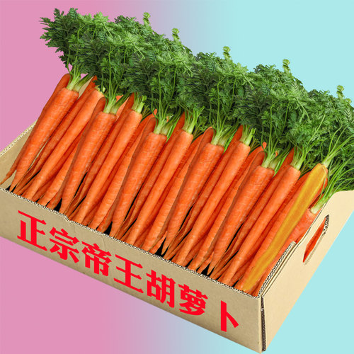 山东现挖帝王系水果胡萝卜新鲜蔬菜当季生吃脆甜黄色拇指胡萝卜