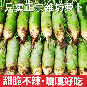 潍坊萝卜水果萝卜甜脆水果型潍县沙窝青萝卜10斤新鲜天津生吃正宗