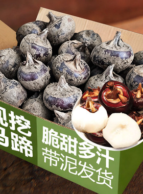 马蹄新鲜现挖5斤荸荠大果甜当季大地脆栗梨农家水果去皮饽荠蔬菜