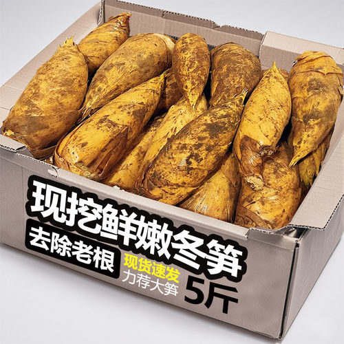 2025冬笋新鲜现挖竹笋新鲜蔬菜笋雷笋腌笃鲜毛笋春甜笋整箱包邮
