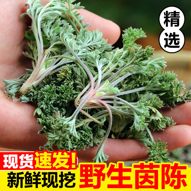 新鲜茵陈野生绵茵陈现挖正品白蒿嫩芽整箱秦岭原产地野菜顺丰包邮