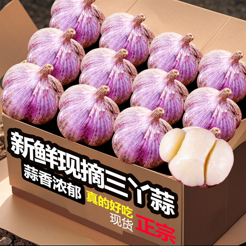 新紫皮大蒜头5斤干大蒜头半干三瓣蒜多瓣新鲜农家三丫蒜