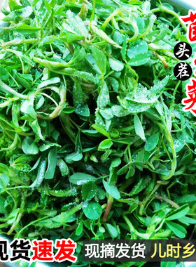 新鲜苜蓿菜陕西头茬现摘蔬菜当季食用山野菜苜蓿芽苜蓿草只摘嫩头
