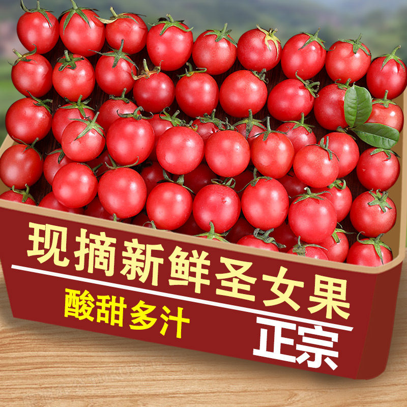 新鲜云南圣女果现摘番茄樱桃小西红柿孕妇水果生吃蔬菜千禧小番茄