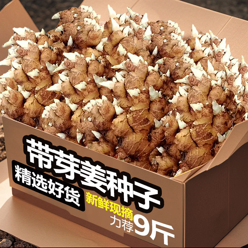 果仁伊小黄姜种姜带芽云南老姜种子家庭种植券后4.8元