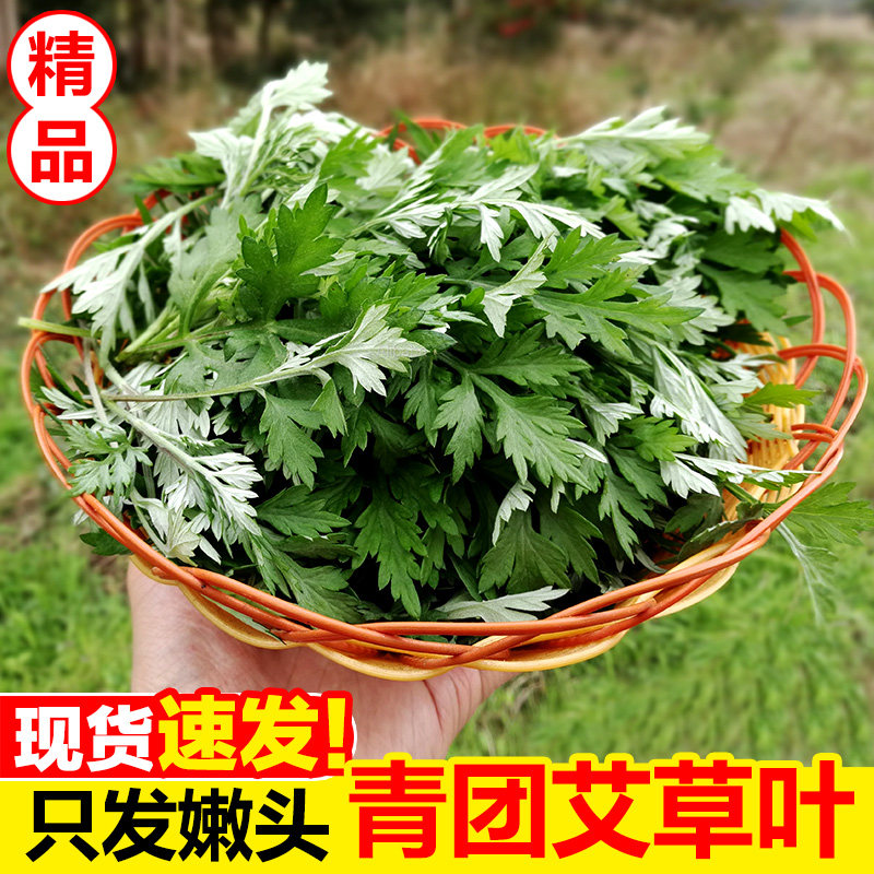 新鲜艾草野生现摘当季食用野菜生艾草叶艾蒿清明草艾青团鲜嫩艾叶