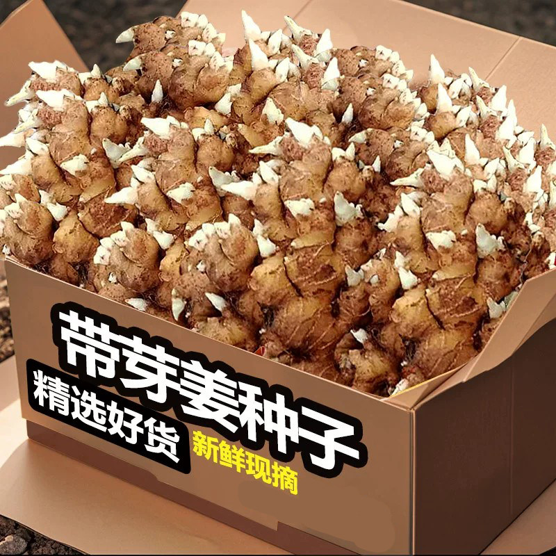 正宗小黄姜种子爆芽发货云南生姜种植种姜带芽老姜种苗非大生姜种