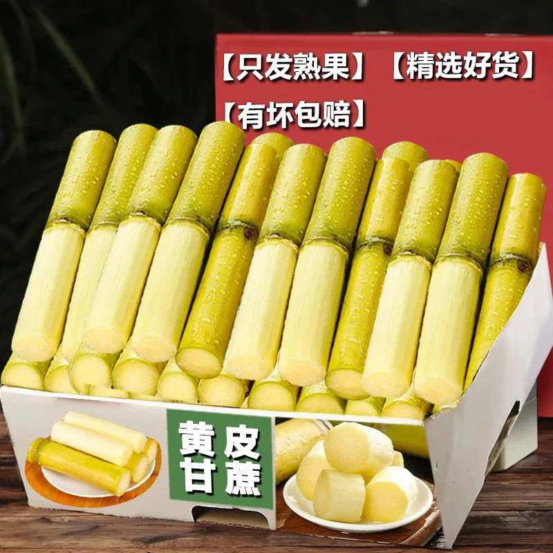 正宗黄金甘蔗新鲜水果当季特产绿皮黄金现砍果蔗手撕脆皮农家自种