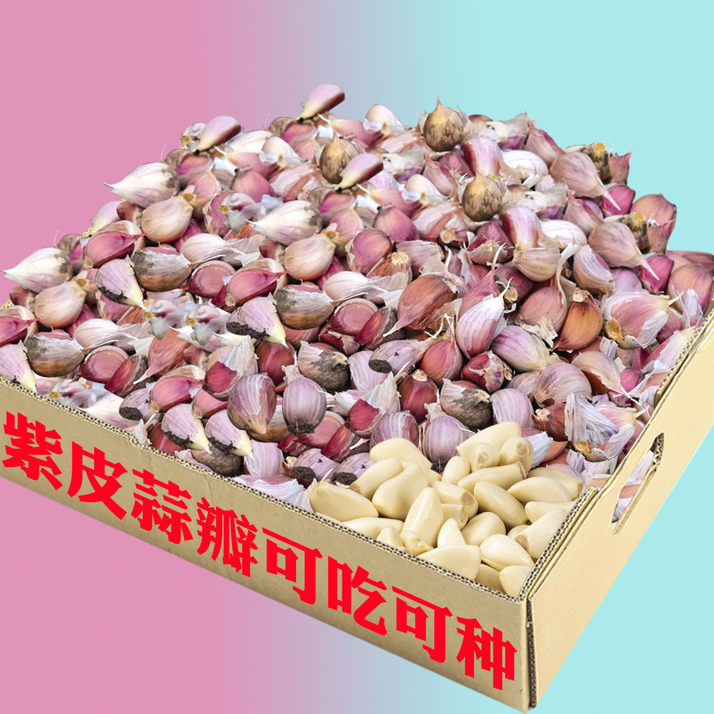 紫皮小蒜瓣寒蒜苔蒜非獨(dú)頭蒜紅根蒜苗蒜子可吃可種硬葉川蒜苔種子