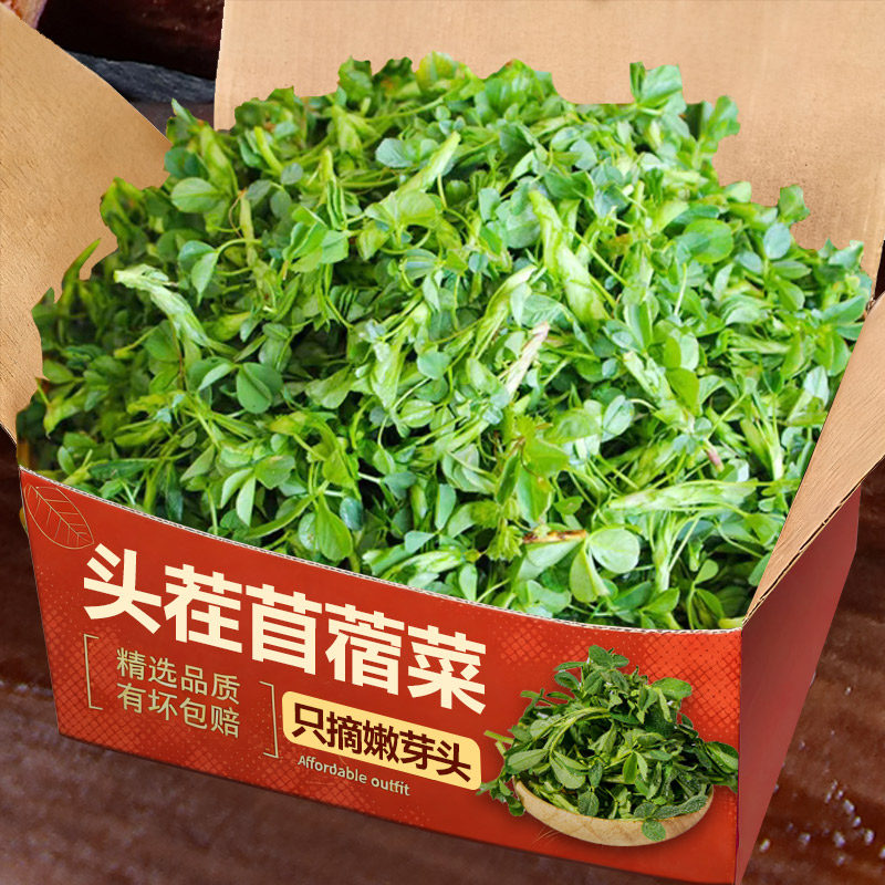 苜蓿菜头茬新鲜现摘陕西嫩芽当季食用凉拌野生蔬菜现摘草头包邮香