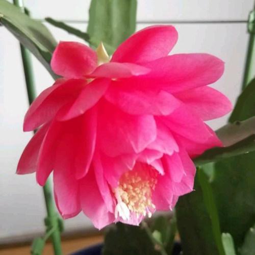 昙花一现为一人室内花卉绿植盆栽苗阳台浓香观花植物净化空气清新
