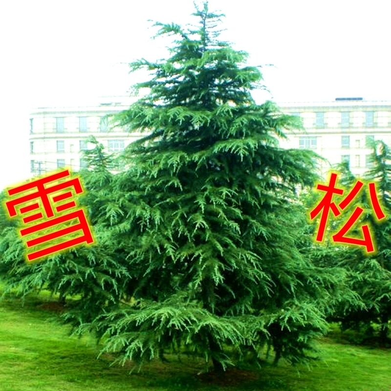 雪松树苗小苗庭院盆栽地栽绿化树苗南方北方种植营养杯苗四季常青