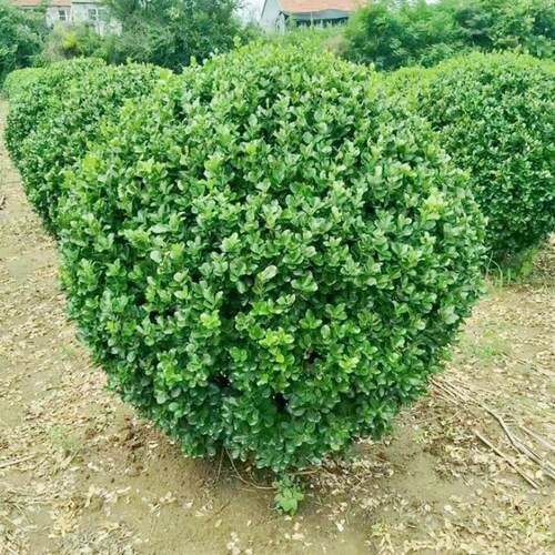 大叶冬青球四季常青地栽耐寒植物花卉球型庭院围墙篱笆树绿化苗木