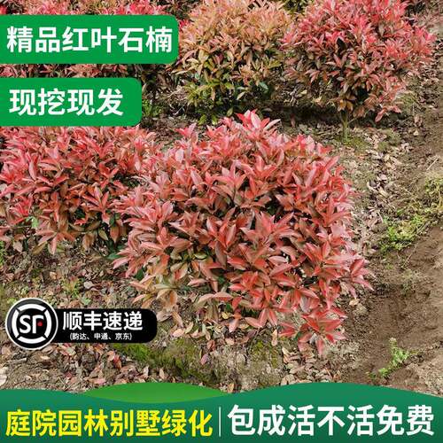 红叶石楠树苗石楠球苗四季常青庭院花园绿化植物石楠篱笆苗不落叶