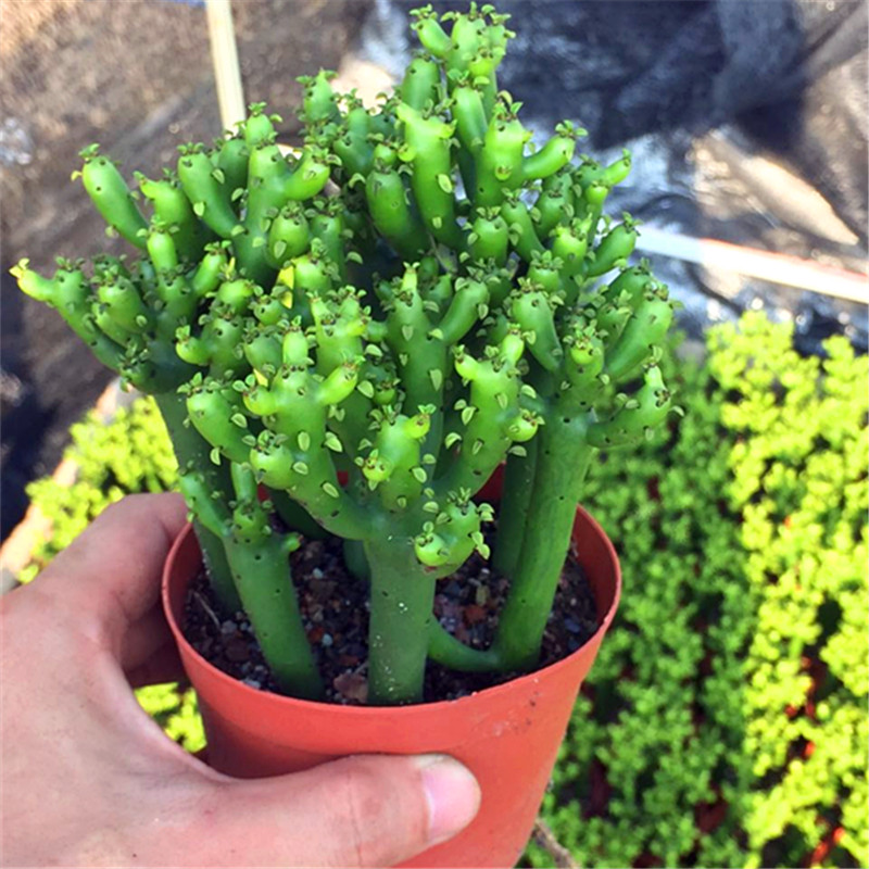 七夕单身狗礼物 光棍树绿珊瑚多肉植物带盆带土整盆发货盆栽绿植