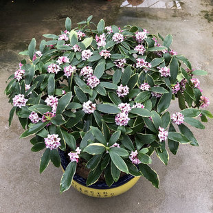 金边瑞香盆栽室内浓香型盆景冬季开花植物耐寒带花苞瑞香花苗老桩