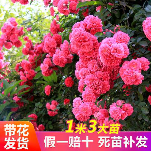 四季蔷薇花苗藤本月季大花浓香庭院爬藤植物盆栽阳台玫瑰大苗花卉