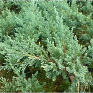 铺地柏爬地柏松柏 铺地柏苗 地被植物 松树盆景绿植花卉盆栽