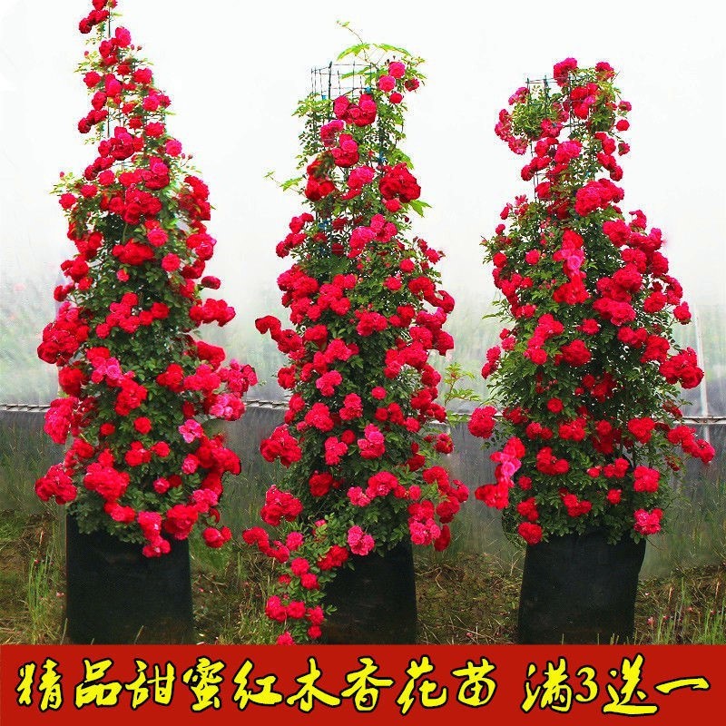 甜蜜红木香花苗十里香花苗黄白木香庭院爬藤植物多季循环开花花卉