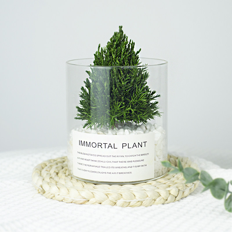 放青松| 创意盆栽植物室内客厅电视柜盆景办公室桌面绿植装饰摆件_虎窝淘