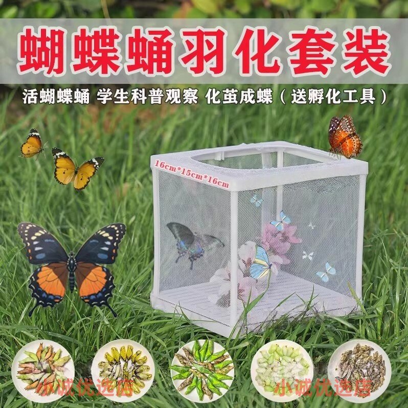 真蝴蝶蛹可孵化活体昆虫观察盒破茧成蝶饲养箱儿童学生科普实验