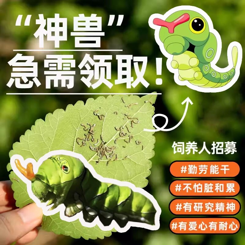 活体蝴蝶幼虫蛹卵昆爬宠物饲养毛毛虫蚕宝宝学生科学养殖探索套装