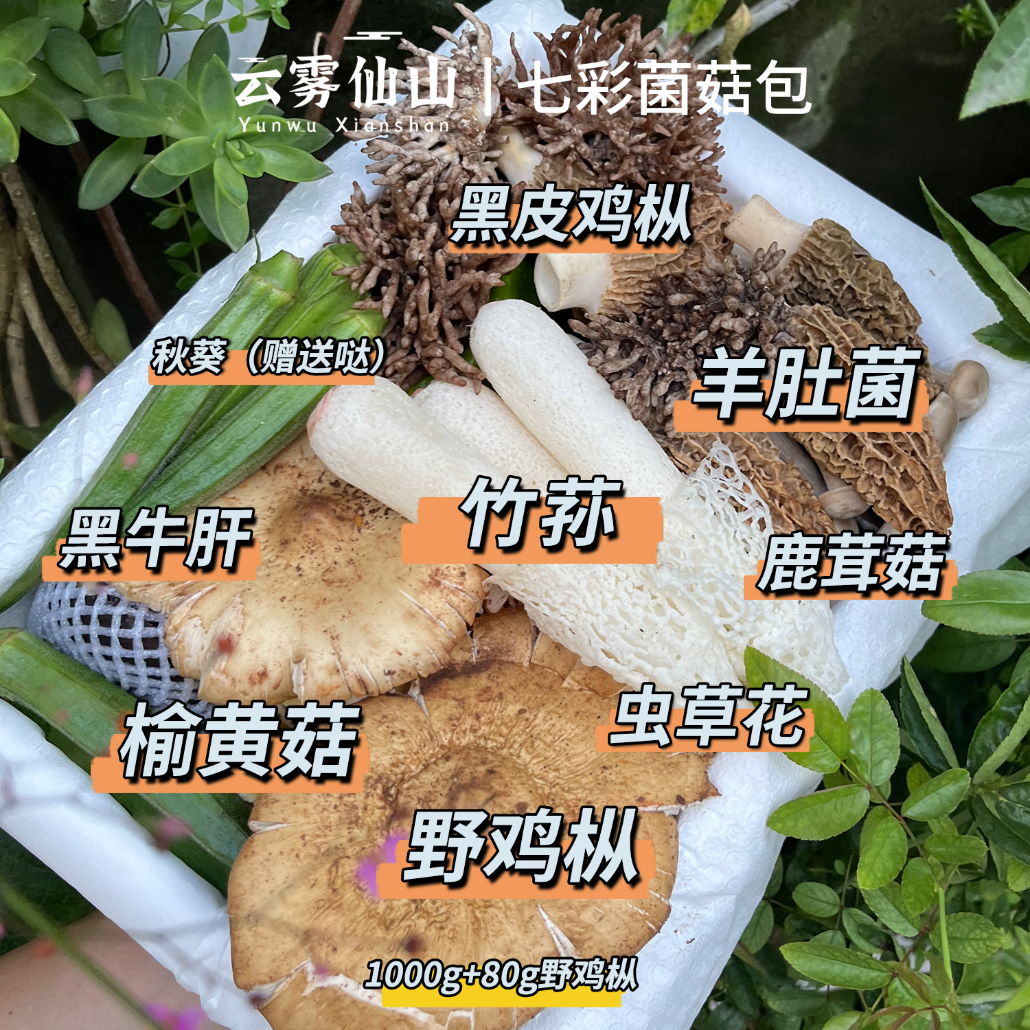 新鲜七彩菌菇汤料包羊肚菌鸡枞