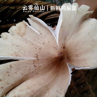 野生鸡枞花新鲜500g四川伞把菇三八菇斗鸡公贵州广东荔枝菌蘑菇