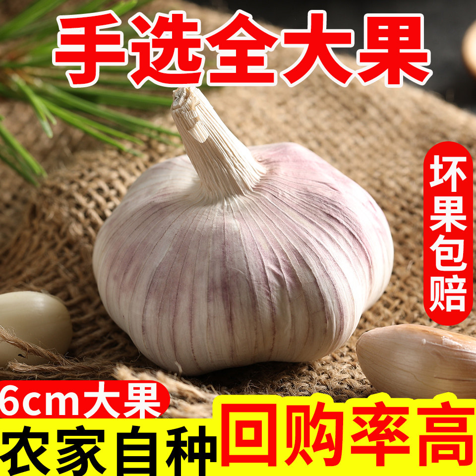 精选大果轶诚农家紫皮干大蒜