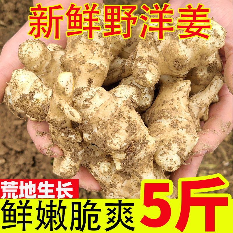 洋姜新鲜现挖腌制泡菜