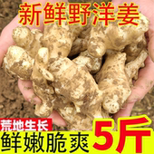 野洋姜新鲜现挖5斤 9斤腌制咸菜姜不辣小洋姜菊芋酱菜鬼子姜蔬菜