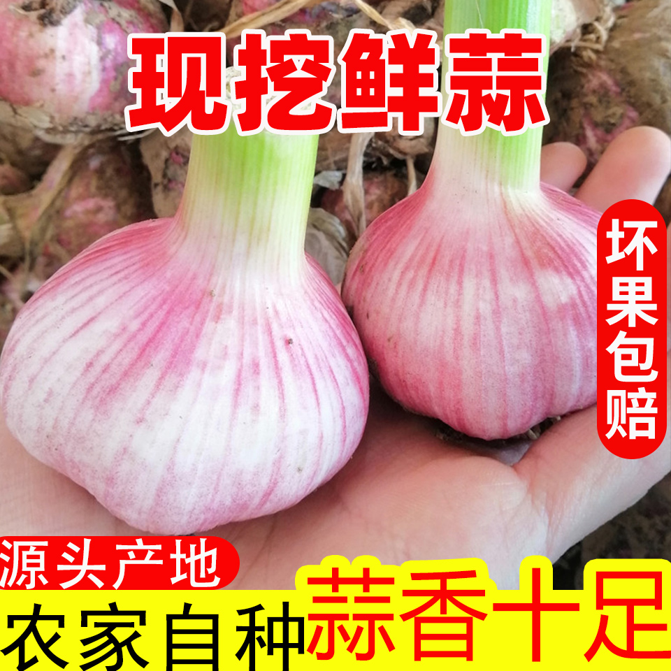 新鲜现挖大蒜5斤河南特产