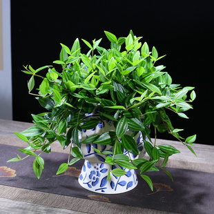 花镜钻石翡翠吊兰室内植物名贵家中电视柜旁边绿植好养活四季常青