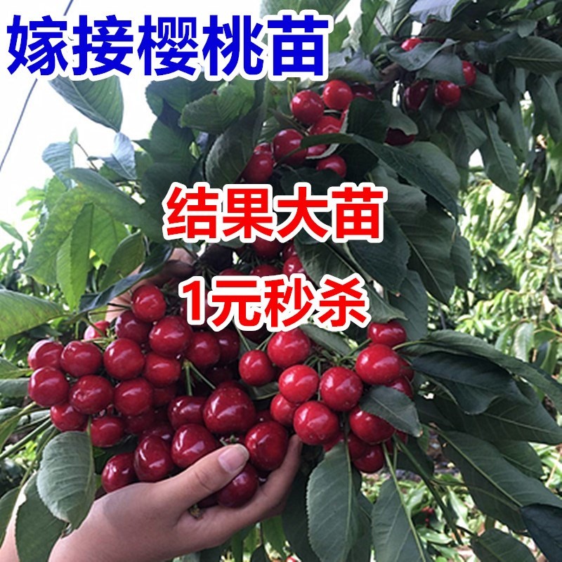 车厘子树苗四季果树果苗南方北方种植嫁接樱桃树苖