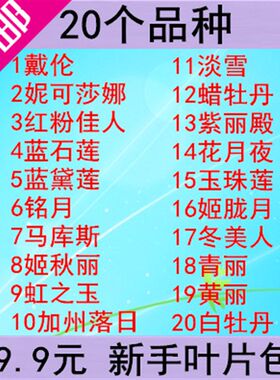 包邮 20个品种多肉叶片包  多肉植物进口叶片叶插套餐育苗组合