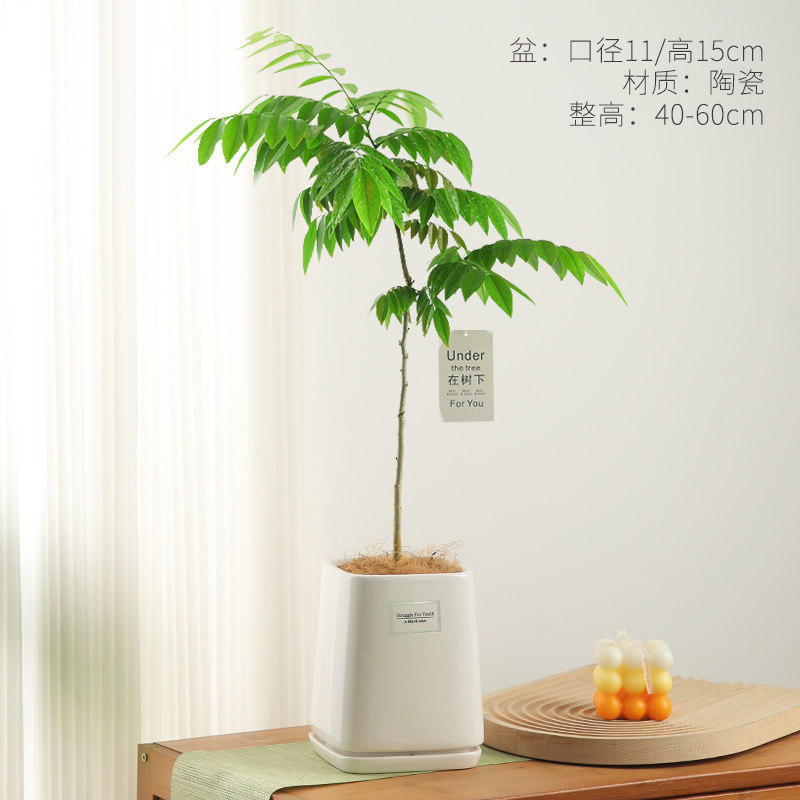 黄花梨盆栽阳台办公室绿植好养活植物四季原生苗庭院名贵树苗盆景