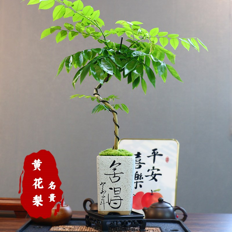 黄花梨盆栽阳台办公室绿植好养活植物四季原生苗庭院名贵树苗盆景
