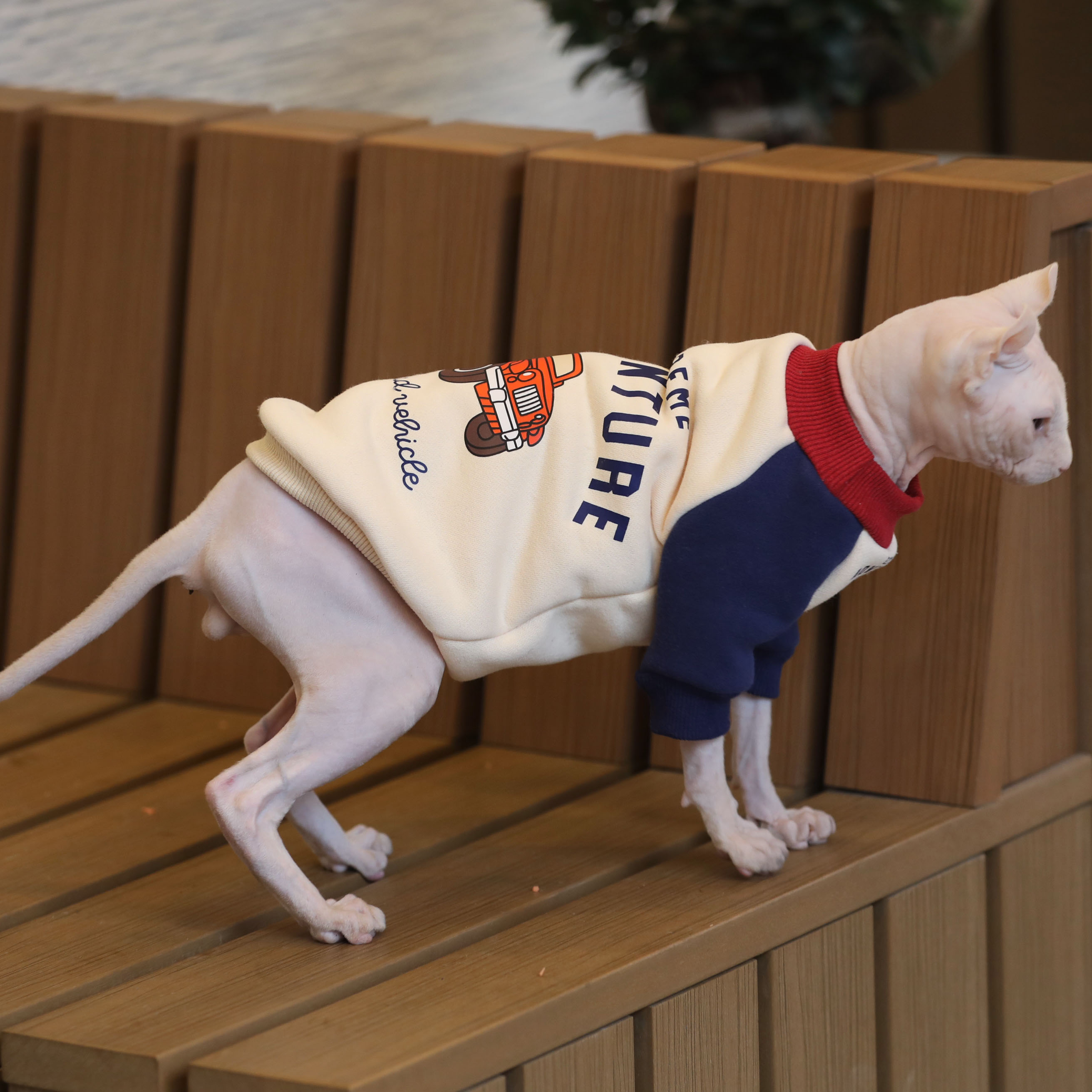 潮牌无毛猫衣服秋冬保暖斯芬克斯加绒卫衣猫衣服德文矮脚