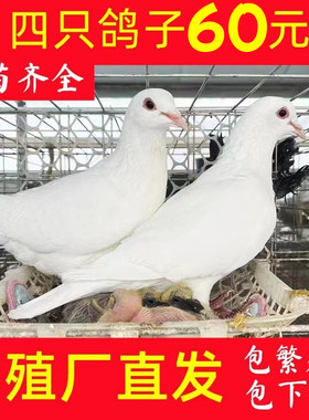 60元四只到家下蛋产蛋鸽