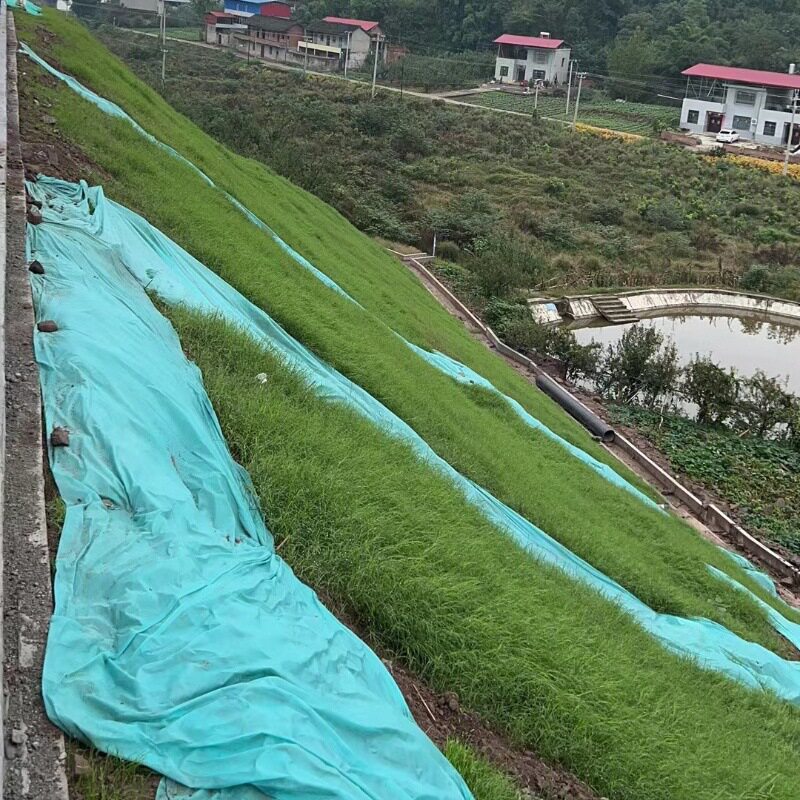 护坡草籽黑麦草早熟禾狗牙根高羊茅剪股颖草坪复绿草种子杂草