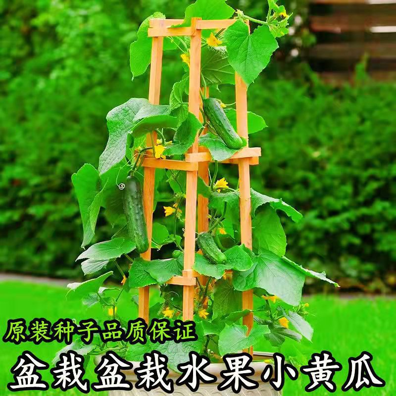 高产盆栽强雌水果黄瓜种子四季阳台庭院种植菜种籽蔬菜种孑大全